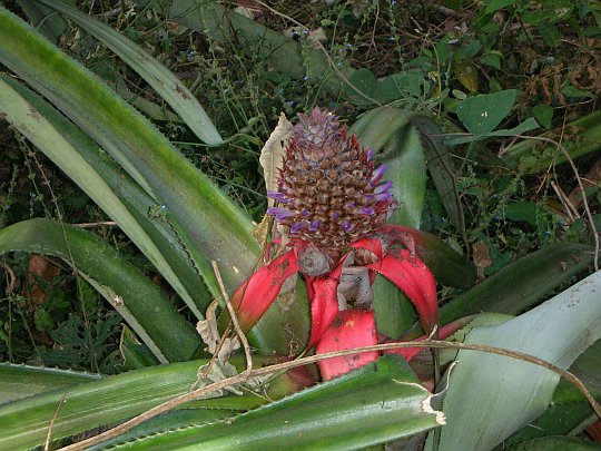 nicaragua_2008_141