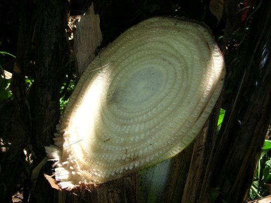 nicaragua_2008_144
